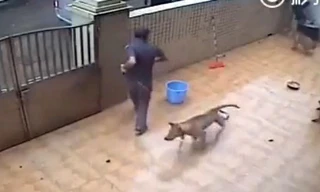 Hai tên 'cẩu tặc' trèo tường vào nhà trộm chó