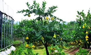 Vườn phật thủ bonsai của ông Nguyễn Phú Dũng (42 tuổi, Đắc Sở, Hoài Đức, Hà Nội) với gần 300 cây. Một cây phật thủ bonsai dáng đẹp được một người mua với giá 25 triệu đồng.