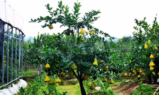 Vườn phật thủ bonsai của ông Nguyễn Phú Dũng (42 tuổi, Đắc Sở, Hoài Đức, Hà Nội) với gần 300 cây. Một cây phật thủ bonsai dáng đẹp được một người mua với giá 25 triệu đồng.