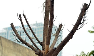 Hàng chục cây xanh trên tuyến đường Phạm Hùng, Khuất Duy Tiến (Hà Nội) đang bị chết khô, vỏ cây bong tróc không có bóng mát.