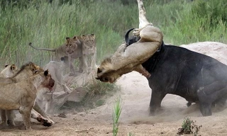 Trâu rừng và sư tử giáp chiến kinh hoàng