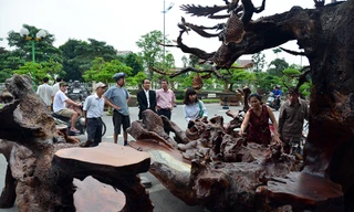 Ngắm bộ bàn ghế gỗ lũa 'siêu độc' giá nửa tỷ đồng