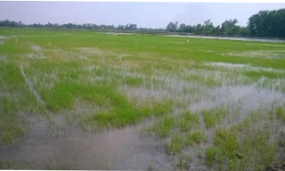 Lúa bị thiệt hại do nhiễm mặn.