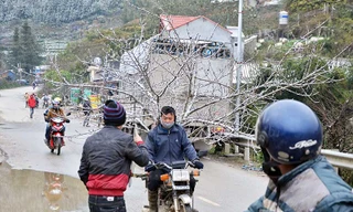 Đào rừng 'trang điểm' tuyết Sapa hút khách