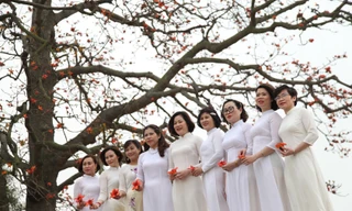 Cây gạo Lãng Sơn thu hút đông đảo du khách đến tham quan