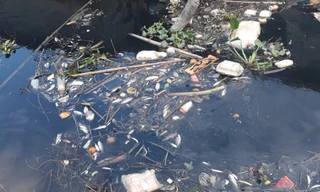 Ô nhiễm nước sông Cầu khiến cá chết 