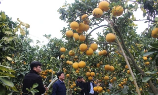 Nhiều người trồng bưởi ở huyện Lục Ngạn năm nay được mùa được giá