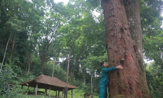 Khu rừng lim ở tỉnh Bắc Giang với nhiều cây lim có tuổi đời hàng trăm năm