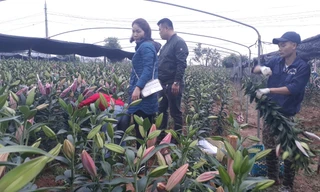 Người dân xã Song Mai hối hả vào vụ hoa Tết