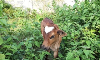 Chú bò con có hình trái tim trên trán - Ảnh: Nguyễn Ngân Hà