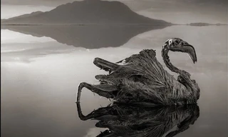 Một con chim bị hóa đá do nước hồ chứa quá nhiều kiềm