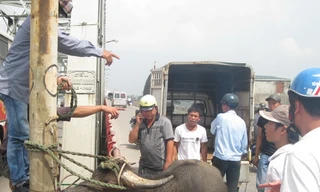 Bị giết hụt, trâu nổi điên húc người