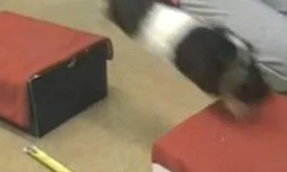 Chuột lang lập kỷ lục Guiness