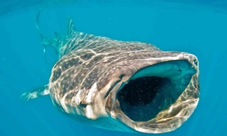 Cá mập lớn nhất thế giới xuất hiện tại vùng biển VN