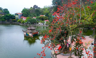 Ngắm hoa gạo đỏ rực bên ngôi chùa nghìn năm tuổi ở Hà Nội