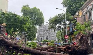 Hà Nội cứu cây xanh gãy, đổ: Khó nhất là cứu các 'cụ cây'