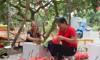 Độc đáo bưởi đỏ ở Hà Nội, còn 2 tháng đến Tết đã cháy hàng