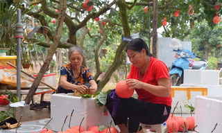Độc đáo bưởi đỏ ở Hà Nội, còn 2 tháng đến Tết đã cháy hàng