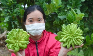 Làng trồng quả 'bàn tay Phật' lớn nhất miền Bắc tất bật vào vụ Tết Giáp Thìn