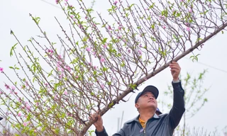Đào huyền Nhật Tân giá tiền triệu hút khách dịp Tết Giáp Thìn
