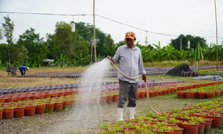 Nhà vườn TPHCM thấp thỏm trước vụ hoa, kiểng Tết Nguyên đán