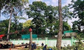 Nhiều cổ thụ trên đường phố TPHCM bị đốn, vì sao?