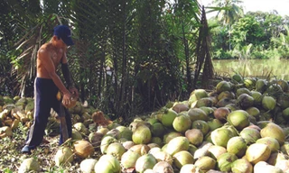 Hái dừa khô ở Tiền Giang