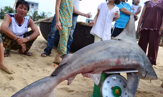 Đêm săn cá mập