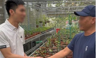 Lao vào 'cơn sốt' lan đột biến, nhiều người khuynh gia bại sản thế nào? 