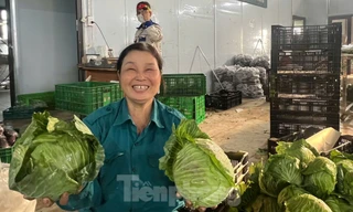 Nông dân trồng rau sạch 'bỏ túi' 30-50 triệu đồng/tháng