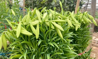 Hà Nội vào mùa hoa loa kèn 