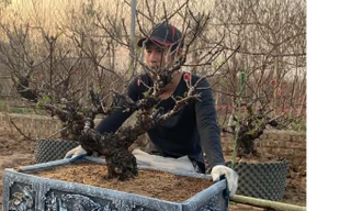 Hà Nội: Ngắm những dáng đào 'vương giả' chuẩn bị xuống phố đón Tết