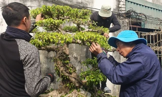 Ở nơi làm không hết việc, kiếm tiền dễ như nông dân