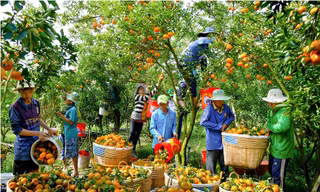 Vựa lúa, trái cây của Việt Nam phụ thuộc vào... thời tiết
