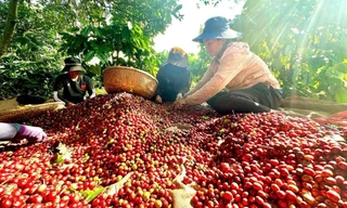 Việt Nam có cà phê đặc sản, giá cao gấp đôi mặt bằng thế giới 