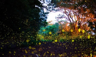 Rợp trời đom đóm lấp lánh tưởng như trong cổ tích hóa ra ngay Đồ Sơn