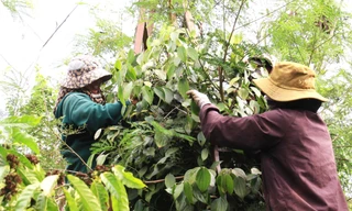 Đột nhập nơi trồng ‘vàng đen’ lớn nhất Đắk Lắk