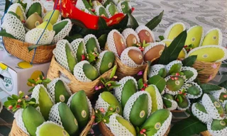 Xuất khẩu 13 tấn xoài hạt lép An Giang đầu tiên sang Hàn Quốc 