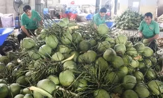 'Người Mỹ và Trung Quốc đặc biệt yêu thích dừa Việt Nam'