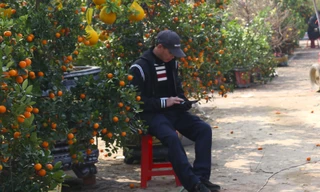 Dân buôn ngồi lướt điện thoại, đào quất Tết ế chỏng ế chơ 