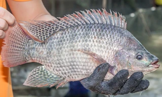 Cá rô phi Việt Nam tái xuất ở Brazil