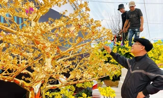 Chiêm ngưỡng cây mai độc lạ được mạ hơn 120 chỉ vàng đón Tết