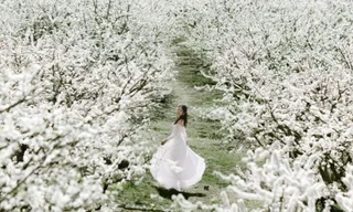 Gần 1 triệu người chụp ảnh hoa mận 'tặng' Mộc Châu 1.200 tỷ