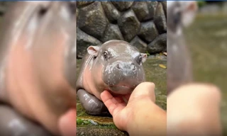 Cưng xỉu hình ảnh hà mã lùn 2 tháng tuổi