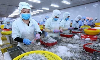  Chi phí sản xuất tôm: Việt Nam 'bỏ xa' Ecuador, cao gấp 1,5 lần Ấn Độ