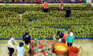 Có hay không việc giả mạo hồ sơ xuất khẩu sầu riêng? 