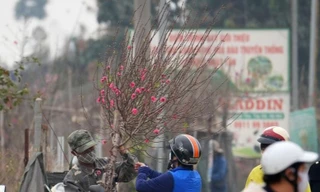 Hà Nội: Đào Nhật Tân tăng giá mạnh, chi tiền triệu vẫn khó mua 