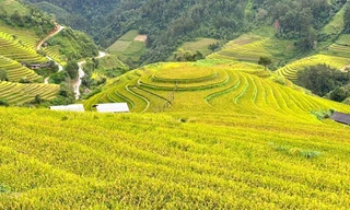  Rực rỡ Mù Cang Chải mùa lúa chín