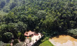 Cảnh rừng cọ trung du đẹp như tranh ở Phú Thọ