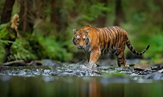 Lông màu cam khiến hổ nổi bật trong môi trường xung quanh. Nhưng điều này đúng với mắt con người mà không đúng với mắt con mồi của hổ. Ảnh: Getty Images.